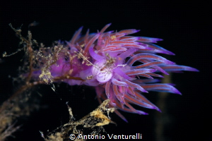 Nudis are usually on top of something. This has climbed o... by Antonio Venturelli 